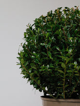 products/SotoProductShootLowQ-1949_b985e7b5-0841-4301-9d97-da201244dec1.jpg